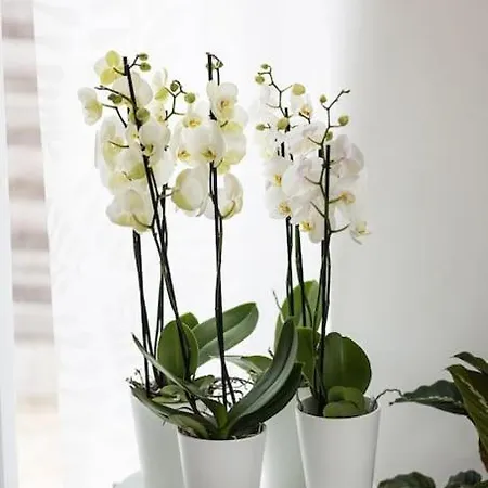 Orchidee